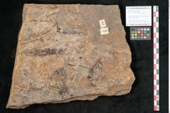 Foto (Objekt + Etikett) von Walchia piniformis Sternbg. (NHMW-GEO-2024-0188-11123)